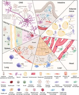 Frontiers | The crosstalk between parenchymal cells and